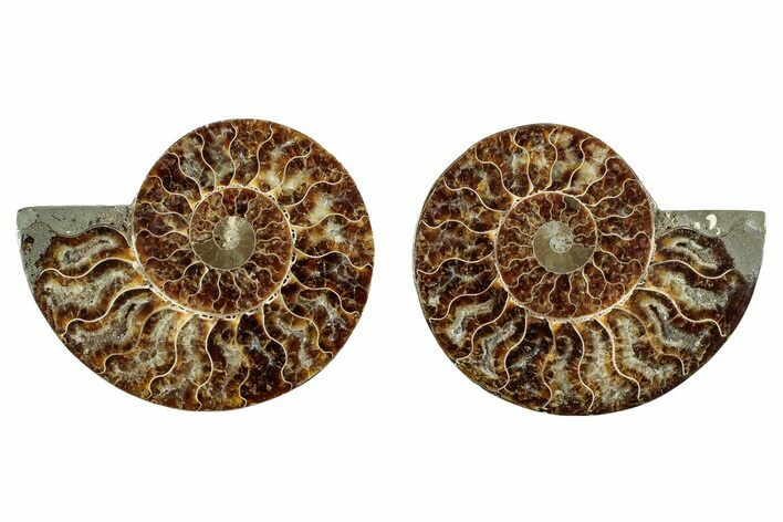 Cut & Polished, Agatized Ammonite Fossil - Madagascar #344475